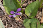 Alpine violet